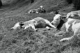 Tierwelt (3v9)_t.jpg